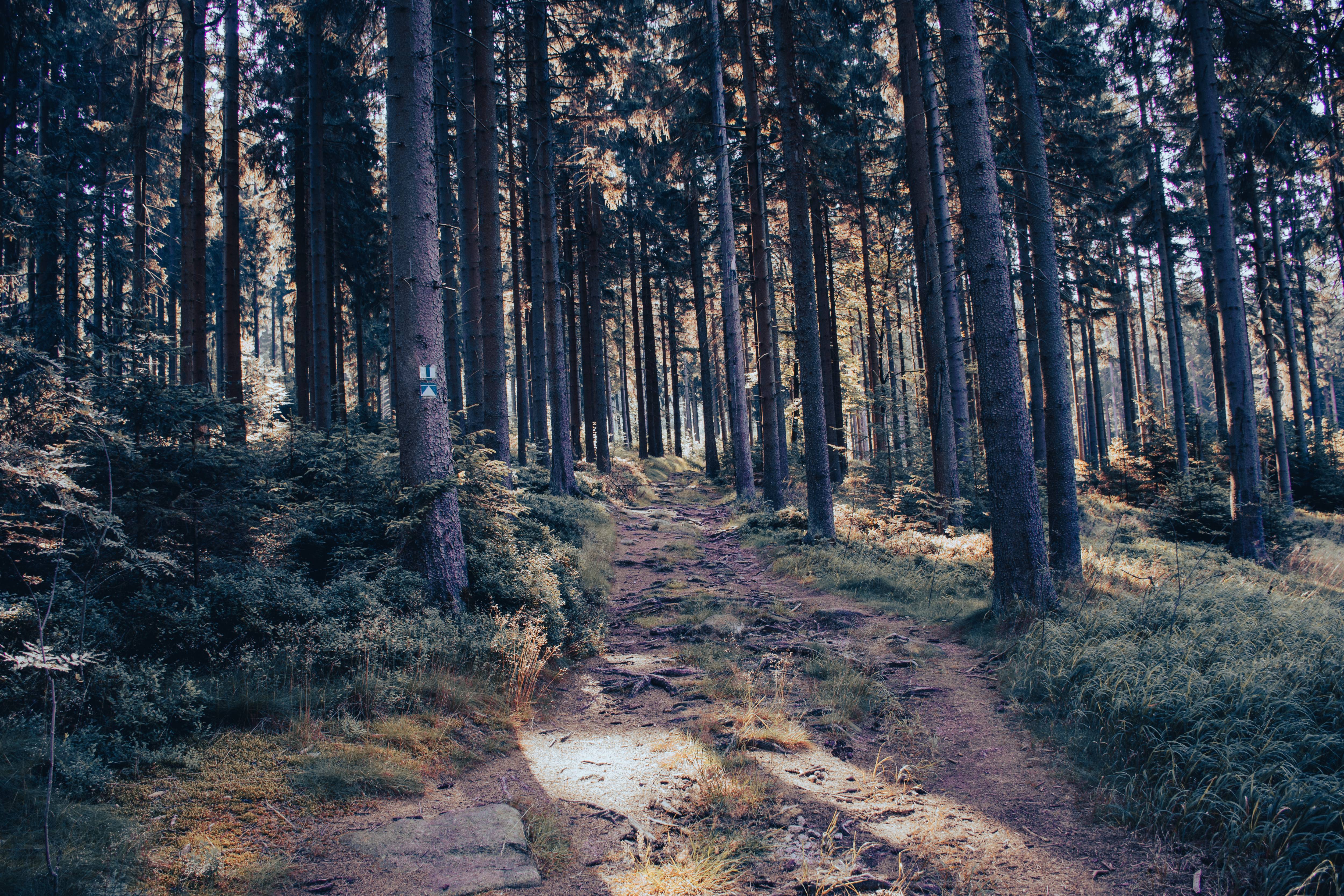 Wanderweg
